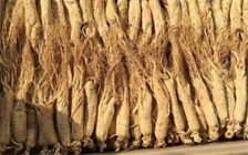 一年什么季节吃人参好?怎么吃人参效果最好?