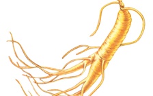 甲状腺癌能吃人参吗，甲状腺癌治疗与人参皂苷的关系