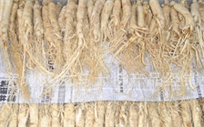 服用人参注意事项，与人参相克的食物有哪些