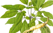 冬虫夏草和人参可以一起吃吗，虫草和人参怎么吃比较好
