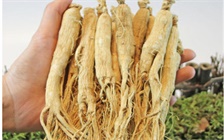 人参好还是西洋参好