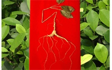 人参为什么那么神奇
