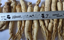 人参放的时间长了会坏吗