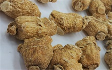 人参和蛤蚧磨粉比例是多少，人参和蛤蚧的食用方法