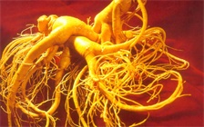 人参能和虫草花一起炖汤吗，人参和虫草怎么吃好