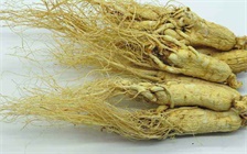 人参菊花枸杞红枣茶的功效，如何做人参菊花枸杞红枣茶