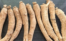 秋冬季节预防食物中毒，看到这种“土人参”要格外注意!