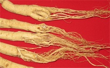 秋冬季节适合进补：太子参炖鸽子，是不错的选择!
