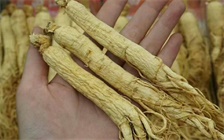 从叶片如何观察人参的参龄,除了叶片观察法还可以怎么判断人参的参龄
