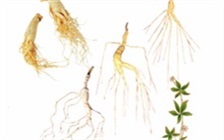 人参能和灵芝一起食用吗，人参灵芝汤如何制作