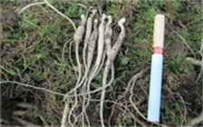 人参泡酒中可以加入山楂吗，人参泡酒需要浸泡多久