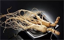 质量最好的人参是什么颜色的，人参变黑后可以继续食用吗